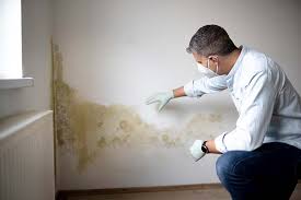 Why You Should Choose Our Mold Remediation Services in White Bear Lake, MN